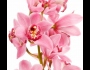    (Ellen Covey)  Olympic Orchids Artisan Perfumes